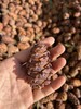 野生偃松仁（生）125g 商品缩略图1