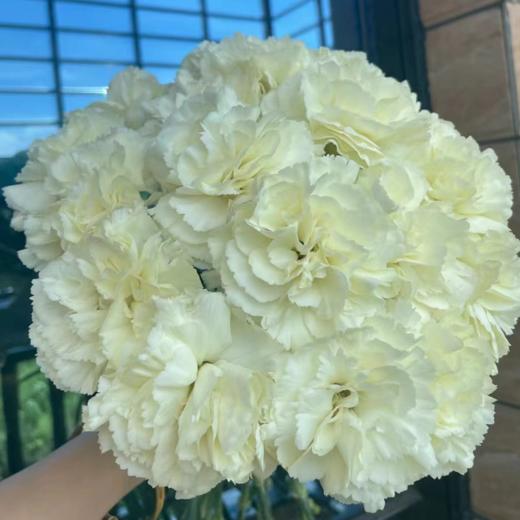 单头康乃馨 奶油白 白色  20支/扎   颜色深浅略有差异 以实物为准 云南基地发货 （价格已包含包装费用） 运费以实际为准，多退少补。 商品图0