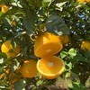 【现摘现发】正宗江西赣南脐橙 九省包邮 商品缩略图2