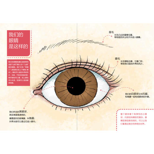 《李晓清医生讲给孩子的第一本护眼书》+《邓辉奶奶讲给孩子的第一本护牙书》 商品图9