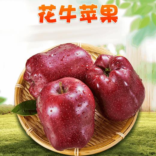 【甘甜爽口！天水花牛苹果】鲜香多汁，水嫩多汁、醇香可口。 新鲜应季水果粉面红马果苹果礼盒伴手礼 商品图0