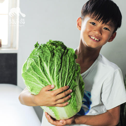 生态翠玉大白菜 | 合作生产* Ecological emerald Chinese cabbage  | Coproduction 商品图3