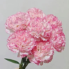 单头康乃馨 欢乐时光 粉色  20支/扎   颜色深浅略有差异 以实物为准 云南基地发货 （价格已包含包装费用） 运费以实际为准，多退少补。 商品缩略图0