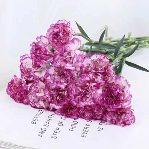 单头康乃馨 紫边  紫色  20支/扎   颜色深浅略有差异 以实物为准 云南基地发货 （价格已包含包装费用） 运费以实际为准，多退少补。 商品图0