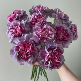 单头康乃馨 野马 紫色  20支/扎   颜色深浅略有差异 以实物为准 云南基地发货 （价格已包含包装费用） 运费以实际为准，多退少补。