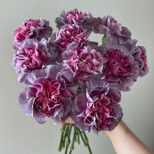 单头康乃馨 野马 紫色  20支/扎   颜色深浅略有差异 以实物为准 云南基地发货 （价格已包含包装费用） 运费以实际为准，多退少补。 商品图0