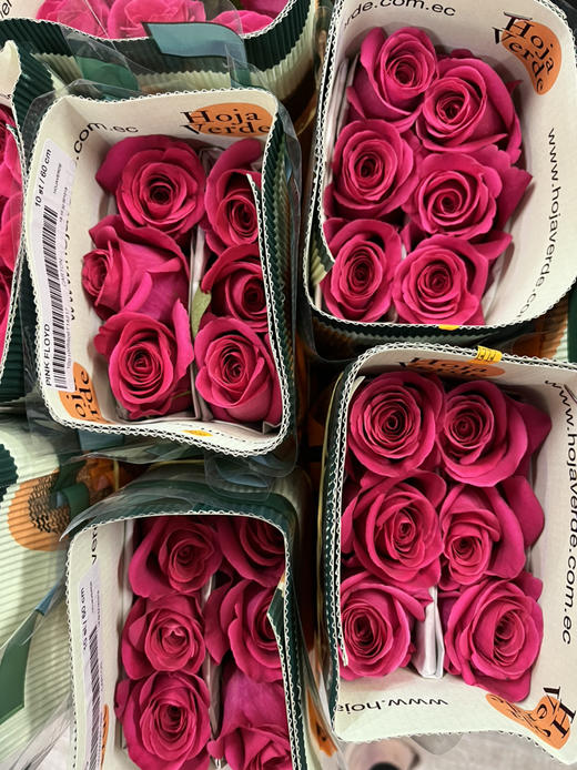 厄瓜多尔-弗洛伊德【Floyd】 商品图1