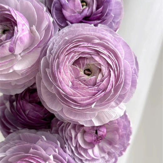 洋葱紫洋牡丹5支 商品图4