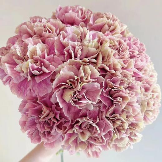 单头康乃馨 雅致 浅紫色  20支/扎   颜色深浅略有差异 以实物为准 云南基地发货 （价格已包含包装费用） 运费以实际为准，多退少补。 商品图0