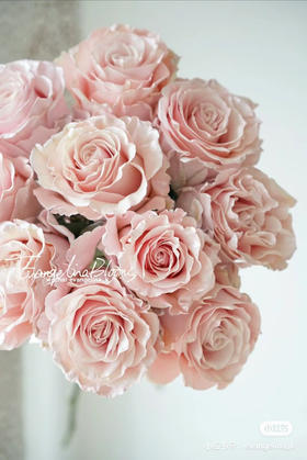 厄瓜多尔-【Pearl Rose Gold】玫瑰金