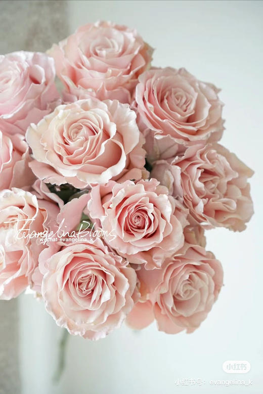 厄瓜多尔-【Pearl Rose Gold】玫瑰金 商品图0