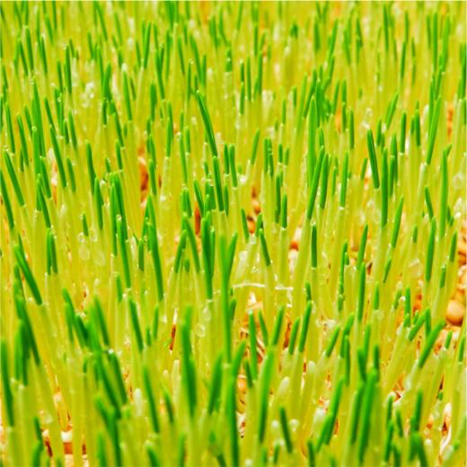 VIP私人定制服务【芝麻片】 商品图3