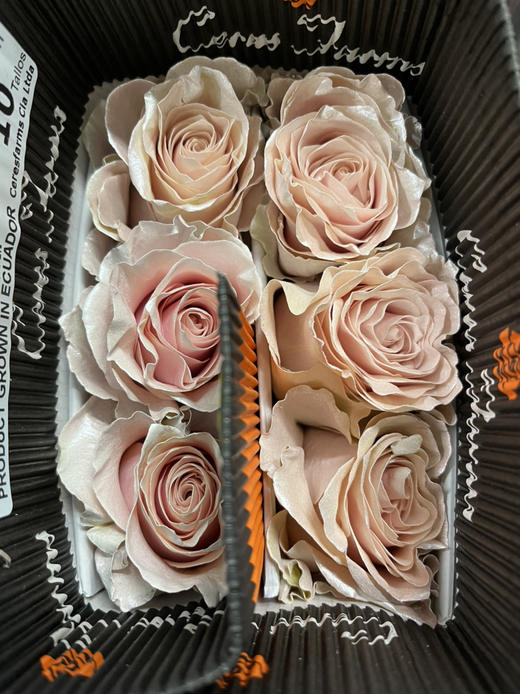 厄瓜多尔-【Pearl Rose Gold】玫瑰金 商品图2