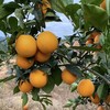 【现摘现发】正宗江西赣南脐橙 九省包邮 商品缩略图3