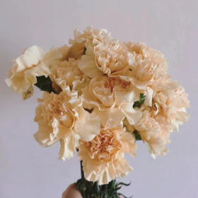 单头康乃馨 香槟  香槟色  20支/扎   颜色深浅略有差异 以实物为准 云南基地发货 （价格已包含包装费用） 运费以实际为准，多退少补。