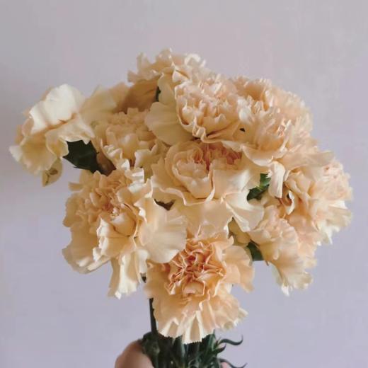 单头康乃馨 香槟  香槟色  20支/扎   颜色深浅略有差异 以实物为准 云南基地发货 （价格已包含包装费用） 运费以实际为准，多退少补。 商品图0