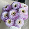 洋葱紫洋牡丹5支 商品缩略图1