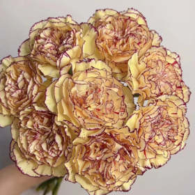 单头康乃馨 皇子  黄底紫边  20支/扎   颜色深浅略有差异 以实物为准 云南基地发货 （价格已包含包装费用） 运费以实际为准，多退少补。