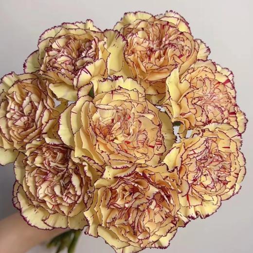 单头康乃馨 皇子  黄底紫边  20支/扎   颜色深浅略有差异 以实物为准 云南基地发货 （价格已包含包装费用） 运费以实际为准，多退少补。 商品图0