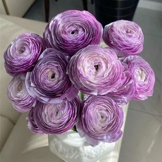 洋葱紫洋牡丹5支 商品图0