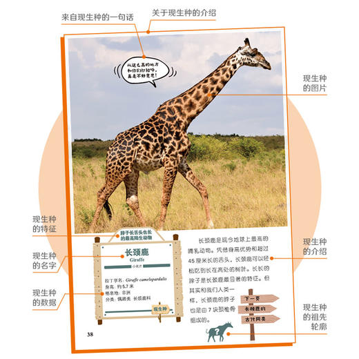 你想不到的动物祖先 商品图4