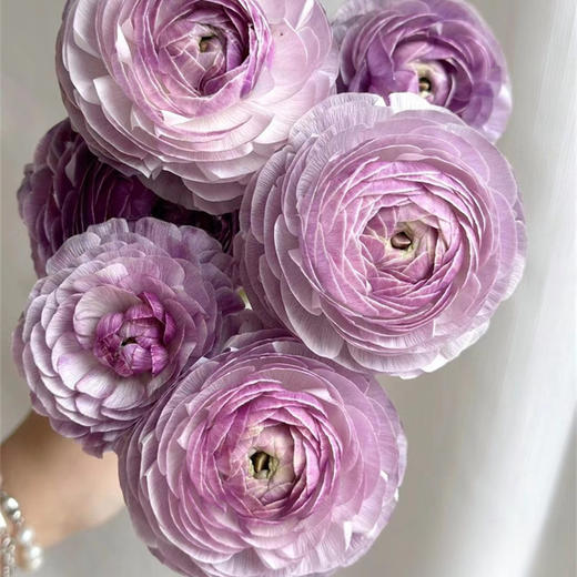 洋葱紫洋牡丹5支 商品图3