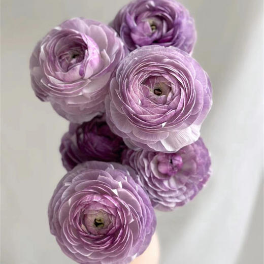 洋葱紫洋牡丹5支 商品图2