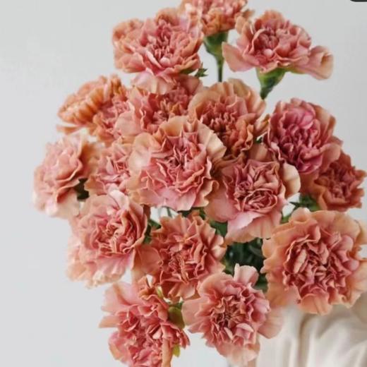 单头康乃馨 古巴 橘色  20支/扎   颜色深浅略有差异 以实物为准 云南基地发货 （价格已包含包装费用） 运费以实际为准，多退少补。 商品图0