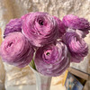 洋葱紫洋牡丹5支 商品缩略图6