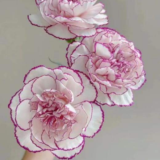 单头康乃馨 紫精灵   白底紫边  20支/扎   颜色深浅略有差异 以实物为准 云南基地发货 （价格已包含包装费用） 运费以实际为准，多退少补。 商品图1