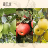 【活动】云相思新疆三色苹果  冰糖心苹果+王林苹果+瑞雪苹果 商品缩略图6