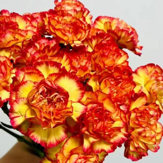 单头康乃馨 彩虹 黄底红边  20支/扎   颜色深浅略有差异 以实物为准 云南基地发货 （价格已包含包装费用） 运费以实际为准，多退少补。 商品图0