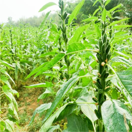 VIP私人定制服务【芝麻片】 商品图9