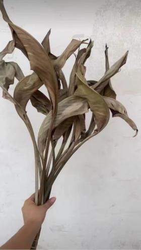 永生花材 | 永生大鸟叶