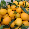 【现摘现发】正宗江西赣南脐橙 九省包邮 商品缩略图11