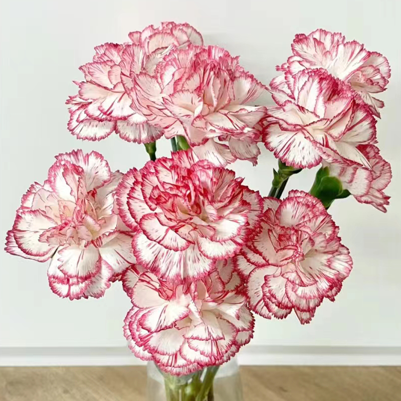 单头康乃馨 伊人  白底红边  20支/扎   颜色深浅略有差异 以实物为准 云南基地发货 （价格已包含包装费用） 运费以实际为准，多退少补。