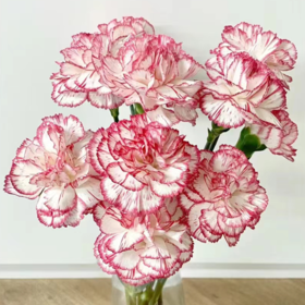 单头康乃馨 伊人  白底红边  20支/扎   颜色深浅略有差异 以实物为准 云南基地发货 （价格已包含包装费用） 运费以实际为准，多退少补。