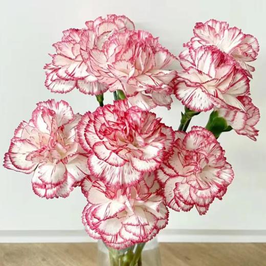 单头康乃馨 伊人  白底红边  20支/扎   颜色深浅略有差异 以实物为准 云南基地发货 （价格已包含包装费用） 运费以实际为准，多退少补。 商品图0