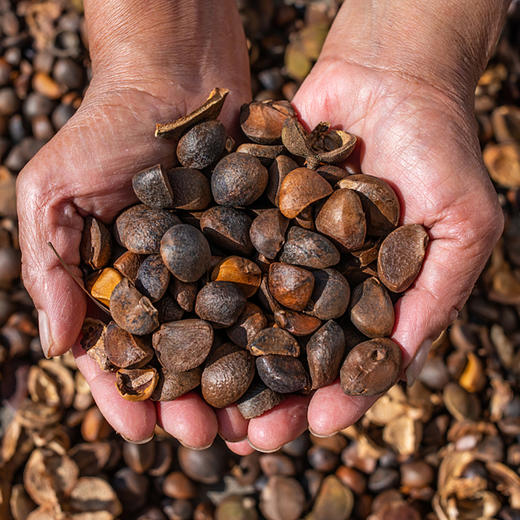 【裕籽贵】茶油89礼盒 1000ml*2瓶 纯正食用山茶籽油 浓香食用茶油高端礼盒装 商品图3