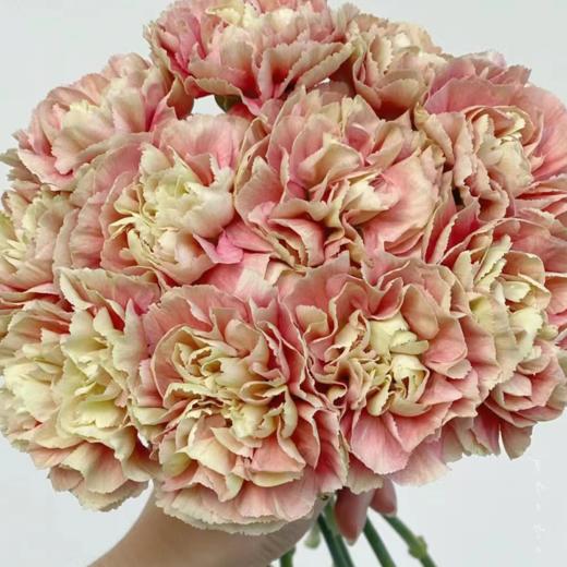 单头康乃馨 变色龙 复古色  20支/扎   颜色深浅略有差异 以实物为准 云南基地发货 （价格已包含包装费用） 运费以实际为准，多退少补。 商品图0