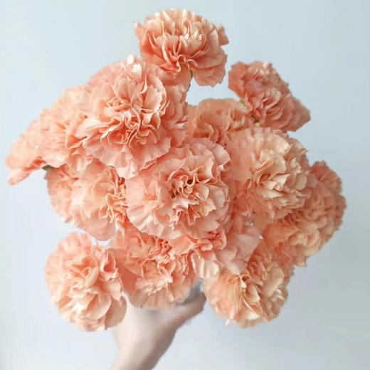 单头康乃馨 橙光 橙色  20支/扎   颜色深浅略有差异 以实物为准 云南基地发货 （价格已包含包装费用） 运费以实际为准，多退少补。 商品图1