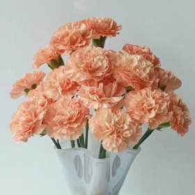 单头康乃馨 橙光 橙色  20支/扎   颜色深浅略有差异 以实物为准 云南基地发货 （价格已包含包装费用） 运费以实际为准，多退少补。