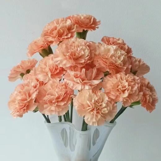 单头康乃馨 橙光 橙色  20支/扎   颜色深浅略有差异 以实物为准 云南基地发货 （价格已包含包装费用） 运费以实际为准，多退少补。 商品图0