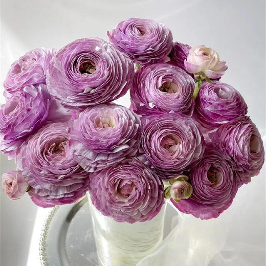 洋葱紫洋牡丹5支 商品图7