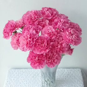 单头康乃馨 小桃红 玫粉色  20支/扎   颜色深浅略有差异 以实物为准 云南基地发货 （价格已包含包装费用） 运费以实际为准，多退少补。