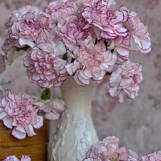 单头康乃馨 紫精灵   白底紫边  20支/扎   颜色深浅略有差异 以实物为准 云南基地发货 （价格已包含包装费用） 运费以实际为准，多退少补。 商品图0