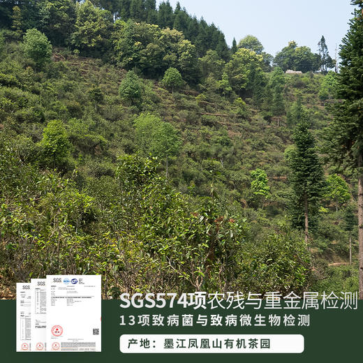 【枣香甜润 糯感顺滑】普洱熟茶枣香砖2023年份 200克/块 商品图3