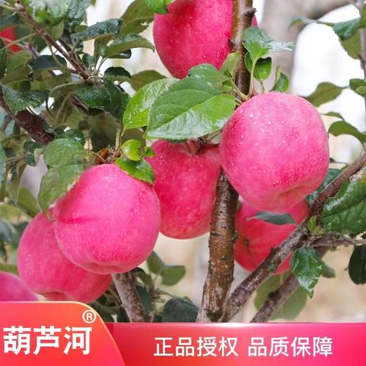 陕西静宁苹果（12枚/24枚） 商品图1