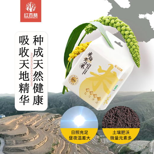 【米脂黄小米】 米油厚，养护脾宝宝 老少皆宜1000g 商品图4