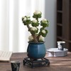 【玉锦金钱】金钱木盆栽植物多肉老桩室内客厅办公室桌面四季好养绿植花卉 商品缩略图2